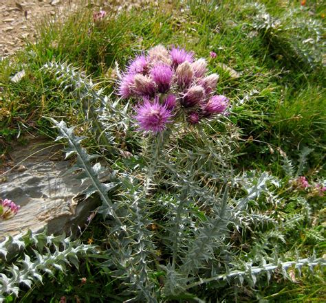 Foto de una planta de cardo penquero con sus flores moradas