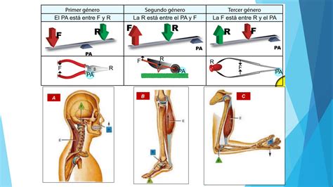 Esquema biomecánico de la transferencia de sedente a bípedo: análisis de centros de masa y fuerzas de reacción