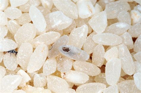Ilustración detallada de un gorgojo del arroz y un grano de arroz con el agujero característico de su infestación.