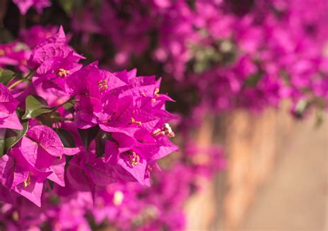 Primer plano de flores de Bugambilia color salmón