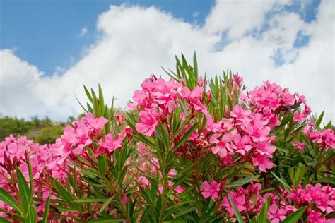 Flores de Adelfa en tonos salmón y rosa