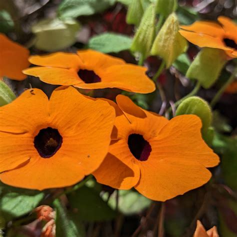 Flores de Ojo de Poeta con centro oscuro y pétalos naranjas