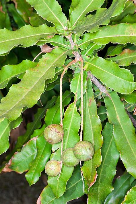 Infografía comparativa de las variedades Macadamia tetraphylla y Macadamia integrifolia.
