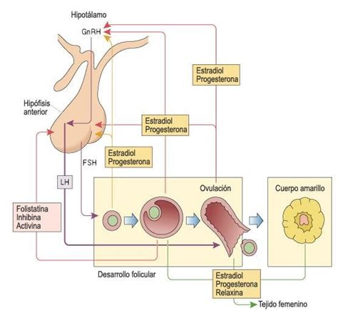 Diagrama del eje hipotalámico-pituitario-gonadal, mostrando la influencia de factores ambientales externos en el control neuroendocrino de la reproducción.