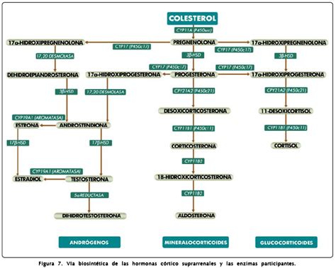 Esquema de la esteroidogénesis en peces, detallando la conversión de colesterol en andrógenos y estrógenos.