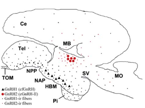 Diagrama sagital del cerebro de Steindachneridion parahybae, ilustrando la distribución de GnRH1 y GnRH2 y sus fibras neuronales.