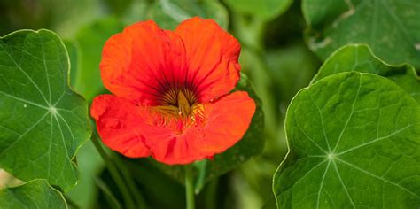 Ilustración botánica detallada de la flor y hoja de la Espuela de Galán (Capuchina)