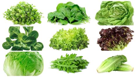 Ilustración variada de hojas verdes para ensaladas: lechugas, rúcula, espinacas baby, canónigos.