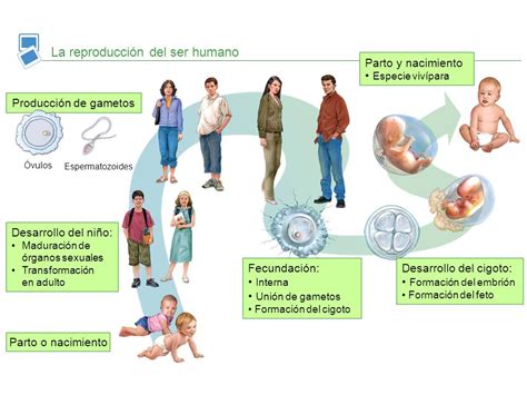 Esquema de las etapas de crecimiento y madurez sexual del bacalao de profundidad