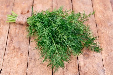 Foto de hojas de eneldo fresco y eneldo seco