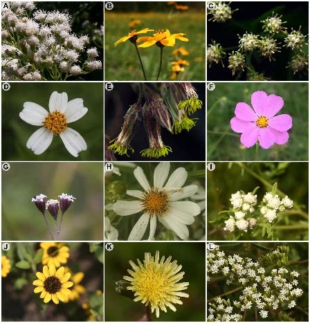 Diagrama que ilustra los diferentes tipos de capítulos en la familia Asteraceae: capítulos discoides (solo flores tubulosas), capítulos radiados (flores liguladas periféricas y tubulosas centrales), y capítulos ligulados (todas las flores liguladas).