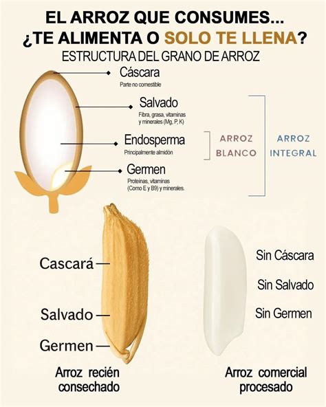 Ilustración de un grano de arroz integral mostrando la cáscara y el salvado
