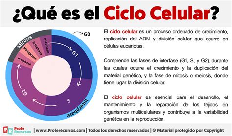 Diagrama que ilustra el ciclo celular y los mecanismos de ploidía en células cancerosas.