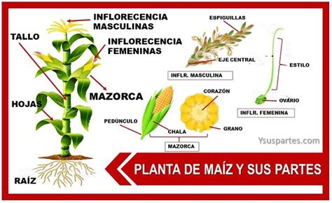 Esquema descriptivo de las partes de la planta del maíz (tallo, hojas, granos y mazorca) para diferenciar terminología.