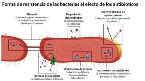 Esquema de la transmisión de bacterias resistentes a antibióticos desde el ganado a humanos