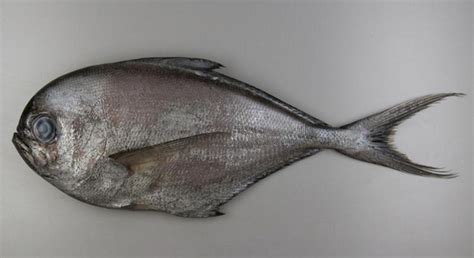 Ilustración comparativa del pez mantequilla (Lepidocybium flavobrunneum) y el fletán (Hippoglossus hippoglossus) para destacar sus diferencias físicas.