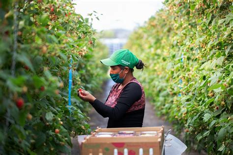 Infografía sobre la cadena de producción de berries, desde la cosecha hasta el producto final.