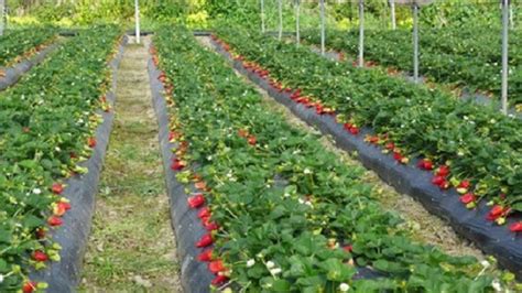 Foto de campos de cultivo de frutillas en Chile.