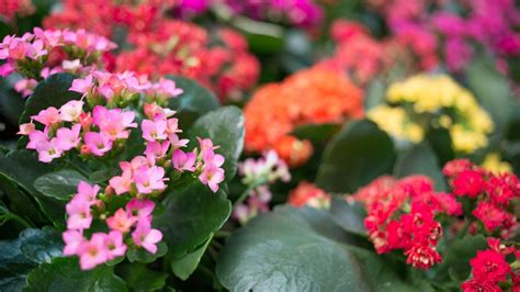 Ilustración de diversas especies de plantas Kalanchoe con flores vibrantes.