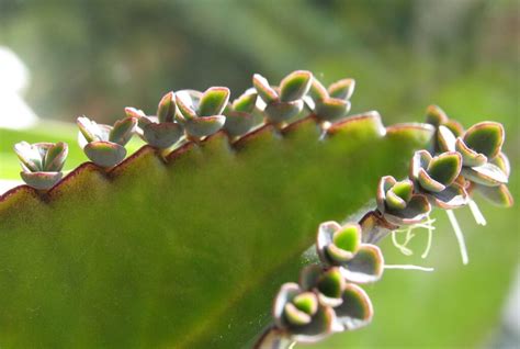 Fotografía detallada de las hojas de Kalanchoe daigremontiana con sus característicos brotes.