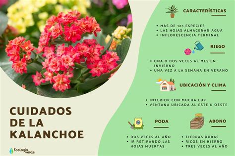 Diagrama ilustrando los cuidados básicos del Kalanchoe: luz, riego, sustrato.
