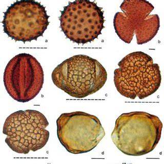 Microfotografía de granos de polen de maíz.