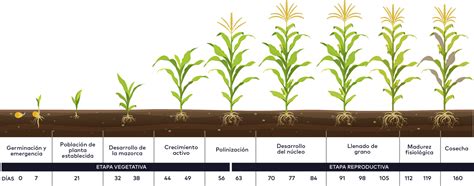 Gráfico de la longitud radical total acumulada por planta a lo largo del ciclo de cultivo bajo labranza mínima y convencional.