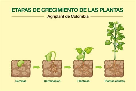 Diagrama del ciclo de vida de una plántula de maíz y los factores que afectan su emergencia.