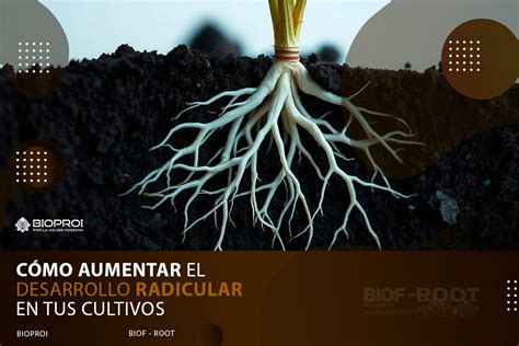 Esquema de un sistema radicular afectado por patógenos del suelo mostrando necrosis y degradación vascular.