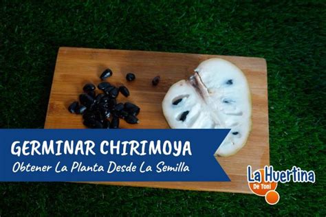 Esquema de pasos para retirar correctamente las semillas de la chirimoya sin dañar la pulpa