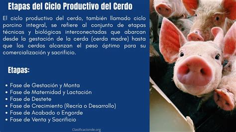 Esquema explicativo del ciclo de vida del cerdo ibérico y el proceso de doble montanera en la dehesa.