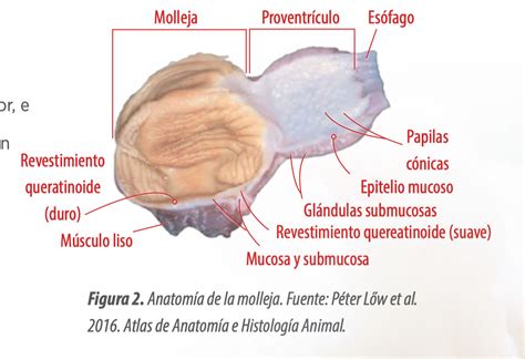 Esquema anatómico simple que muestra la ubicación y función de la molleja en el sistema digestivo del pollo