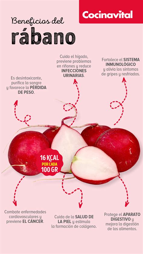 Infografía nutricional sobre los beneficios y componentes saludables del rábano