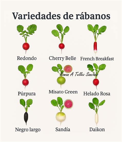 Comparativa visual de las variedades: Daikon, rábano negro y rabanito común