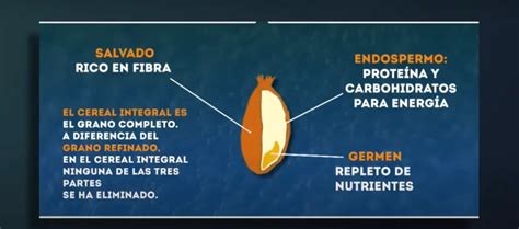 Esquema que muestra los componentes del grano de cereal: salvado, endospermo y germen, y su relación con la fibra y el almidón.