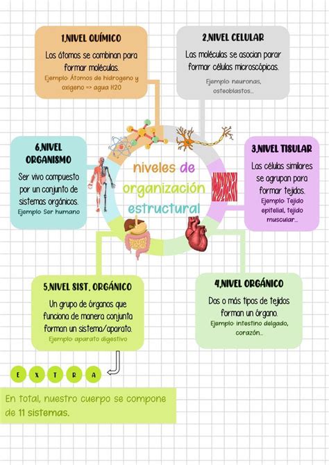 Infografía mostrando los diferentes niveles de baile y estilos ofrecidos