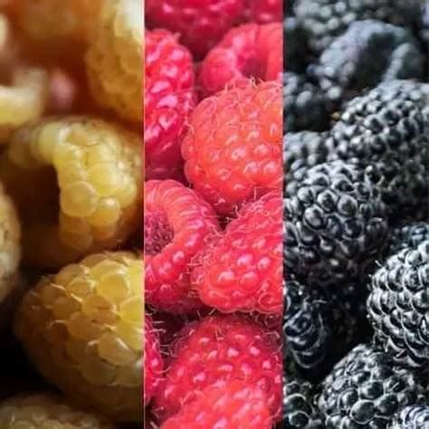 Ilustración mostrando las diferentes variedades de frambuesas por color