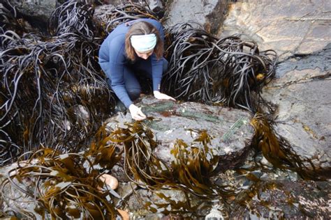 Eugenia Muñoz recolectando algas en la orilla del mar