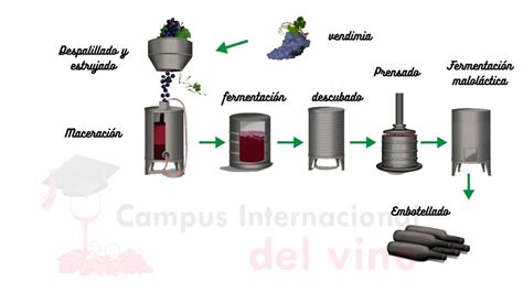 Esquema de las etapas de fermentación del vino tinto con levadura Bioferm