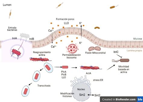 Infografía: Ciclo de infección de Listeria monocytogenes y sus efectos en el cuerpo