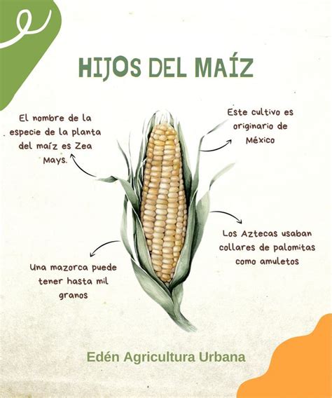 Esquema detallado que muestra cómo contar filas y granos en una mazorca de maíz para el cálculo de rendimiento