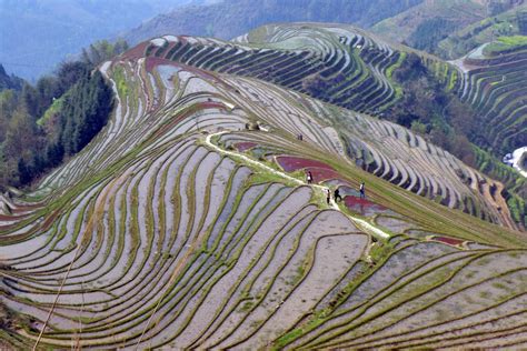 Paisaje de arrozales verdes y frondosos en China