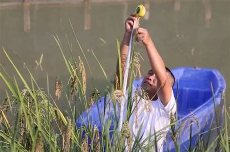 Arroz gigante genéticamente modificado en un campo de prueba en China