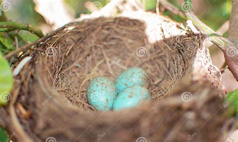 Detalle de un nido de Diuca Común con huevos de color azul-verdoso pálido y manchas cafés.