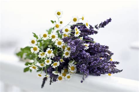 Imagen de flores secas de lavanda y manzanilla flotando en agua de baño