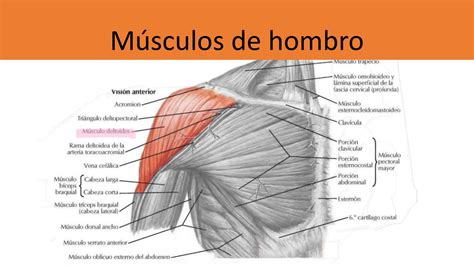 Ilustración de la anatomía humana detallando el brazo, desde el hombro hasta la mano.