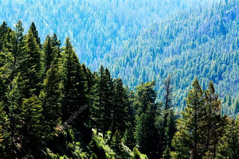 Fotografía de un bosque de pinos con detalles de sus piñas y agujas.