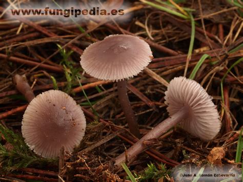 Ilustración detallada de Mycena pura, mostrando la forma del sombrero, las láminas y el pie.