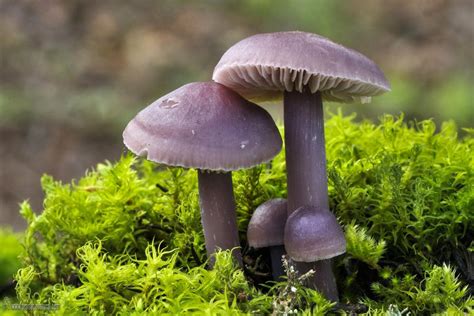 Fotografía de Mycena pura mostrando su característico color violeta y la variabilidad cromática.