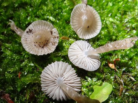 Microfotografía de las esporas y cistidios de Mycena vulgaris.